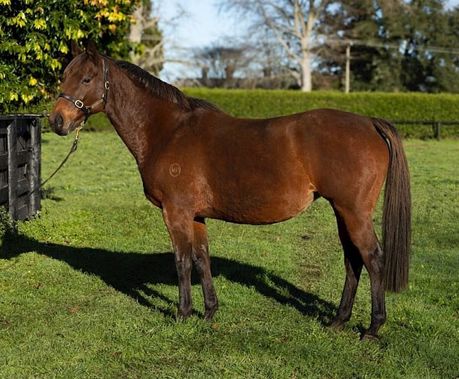 Vitani will be offered in foal to the late Savabeel in the upcoming National Online Breeding Stock Sale.  - Photo: supplied