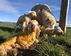 Learning from lamb losses &ndash; the value of post-mortems