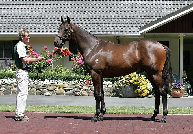 Peter Stanaway pictured with a Zabeel colt at Cambridge Stud in 2010 - Photo: Trish Dunell