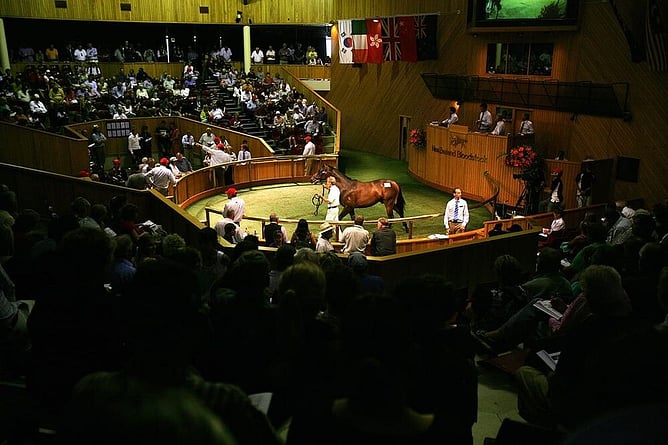 Peter Stanaway leads Lot 373, a $2 million sale-topping Zabeel colt out of Diamond Like at Karaka 2010 -  Photo: Trish Dunell