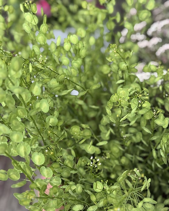 DIY Foliage bucket
