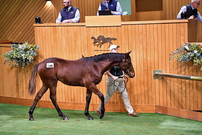 A colt by Hilal out of Drama Series was sold for $65,000 at last week's NZB Weanling Sale - Photo: New Zealand Bloodstock