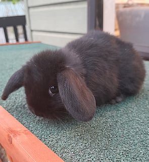 SOOTIE - Ready for new home now
