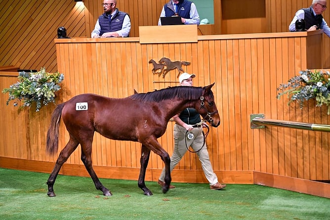 A colt by Hilal out of Drama Series was sold for $65,000 at last week's NZB Weanling Sale. - Photo: New Zealand Bloodstock