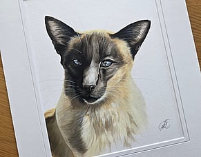 Leo: The Oriental Siamese and a request from the other side of the world