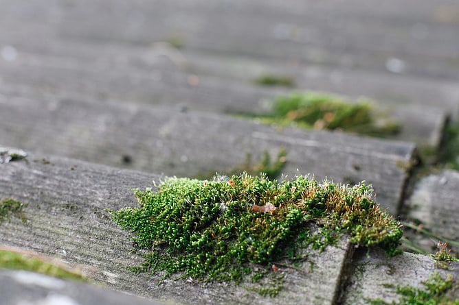 Moss growing on roof that needs a roof moss treatment applied