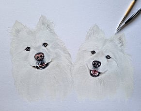 Koda and Narla - Two Samoyeds, white on white