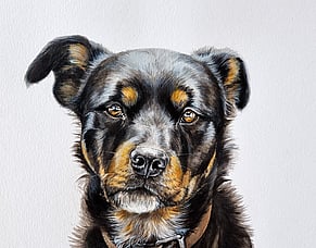 Moose: A Rottweiler x Blue heeler portrait worth the wait