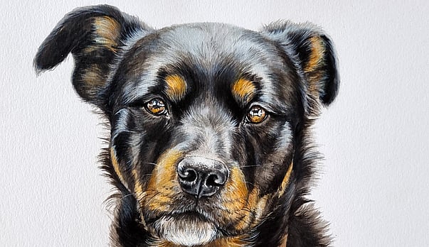 Moose: A Rottweiler x Blue heeler portrait worth the wait