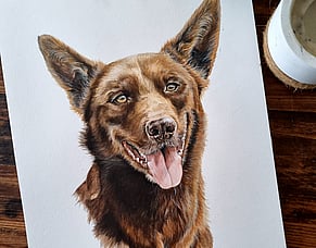 Red Dog - The best Kelpie companion