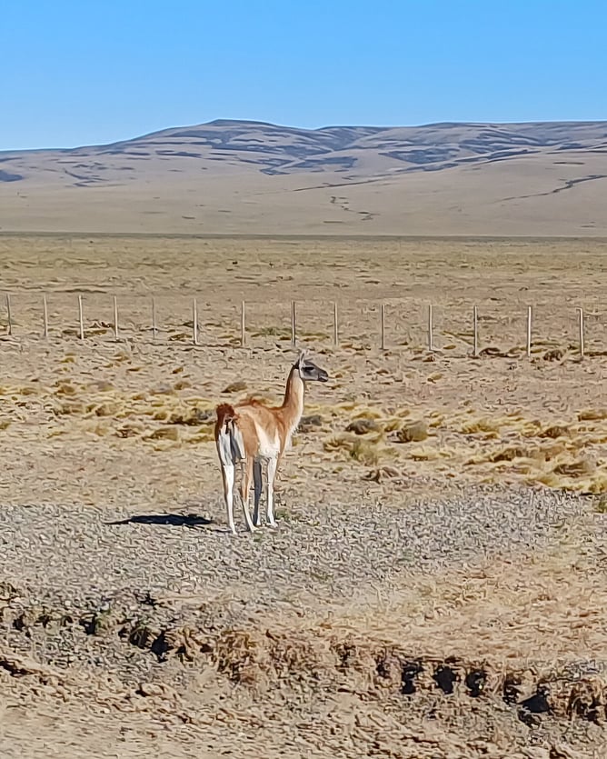 Guanaco