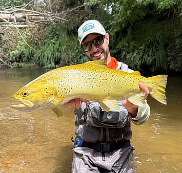 Beautiful big Rotorua brown trout