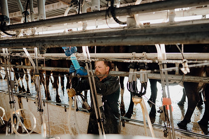 teat spray calving season mastitis prevention