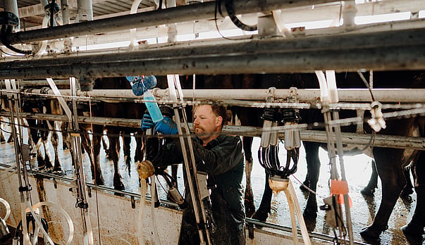Calving Season Teat Care: A Simple Checklist to Reduce Mastitis Risk