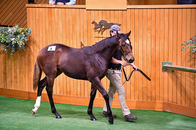 A filly by Mr Mozart out of O’Pristine sold for $40,000 to Queensland’s Mishani Enterprises. - Photo: New Zealand Bloodstock
