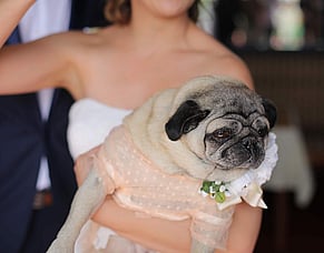 The Complete Guide to Planning a Pet-Friendly Wedding in New Zealand