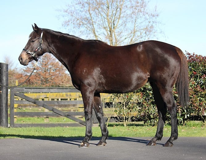 Lot 7, Belle Du Sud (NZ) - Photo: Supplied