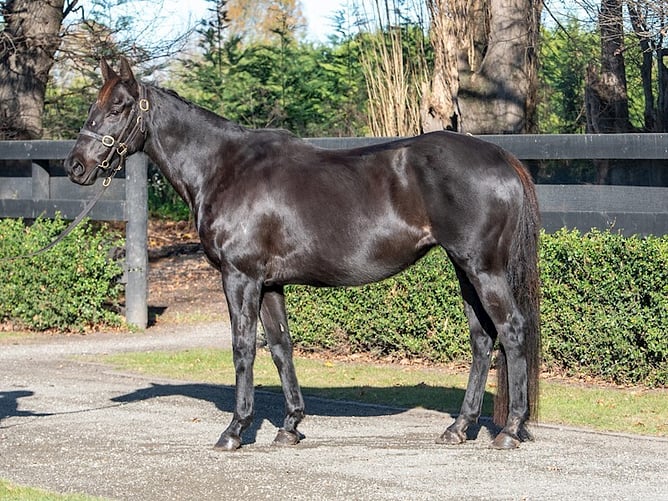Lot 81, Tantalising (NZ) - Photo: Supplied