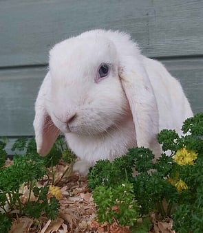 ROSIE - Ready for new home now