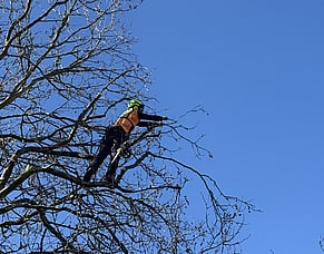 Why Winter Is One of the Best Times to Prune Many Trees