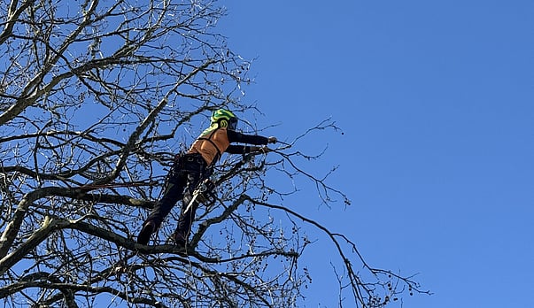 Why Winter Is One of the Best Times to Prune Many Trees