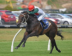 Stakes-performed Marsh mares on the market in Breeding Stock Sale