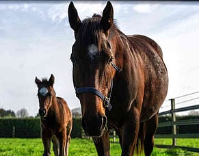 Bidding Underway for National Online Breeding Stock Sale