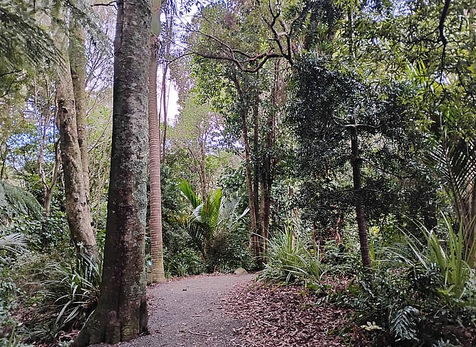 A restful path in a forest park in Wellington, New Zealand