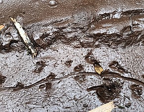 Whose Prints Are Those?