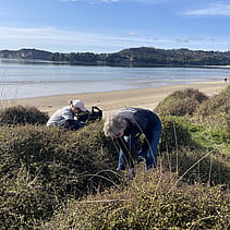 SAND DUNE RESTORATION - LEARN MORE