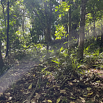 NATIVE BUSH RESTORATION - LEARN MORE