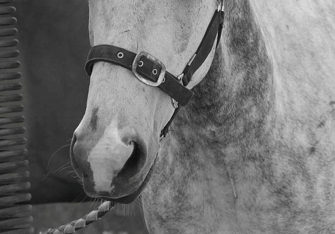 New racing protocols have been put in place after cases of strangles were detected in Waikato and Auckland.  - Photo: supplied