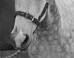 Strangles outbreak prompts new racing protocols
