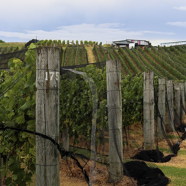 Thomas Estate & Batch Winery Vineyard