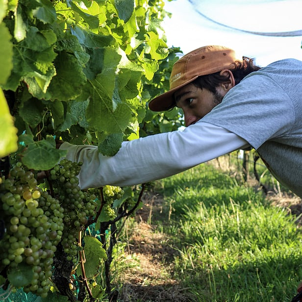 Waiheke vineyard & winery, small batch wines