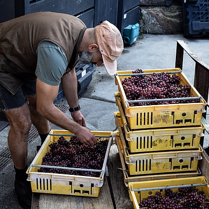 Batch Winery boutique wine making Waiheke Island