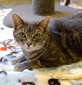 Pipi - Grey and gorgeous