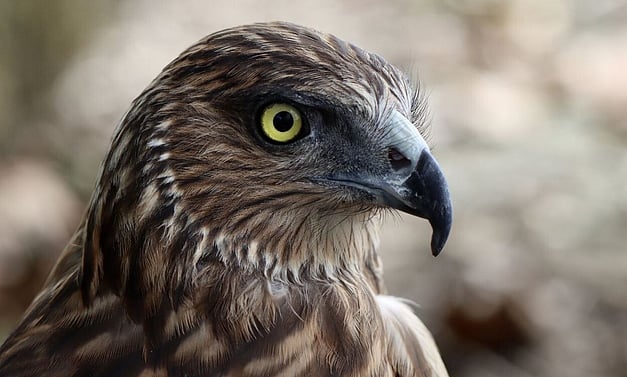 kahukorako - swamp harrier