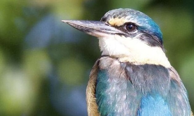 kotare - kingfisher