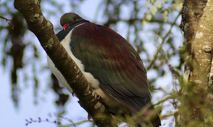 kereru