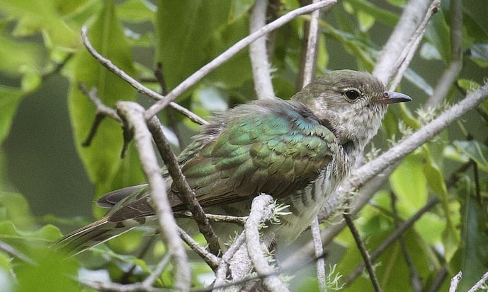 pipiwharauroa - shining cuckoo