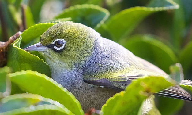 tauhou - silvereye