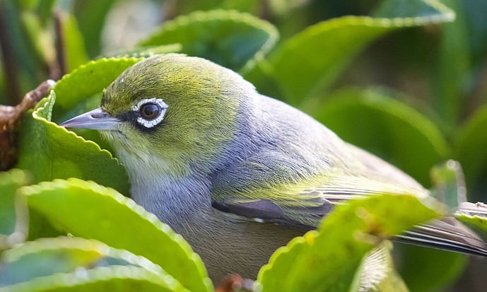 tauhou - silvereye