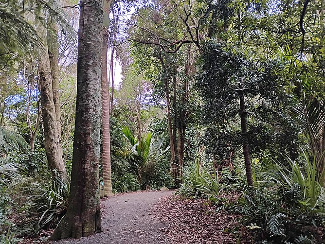 A forest path in Wellington, New Zealand