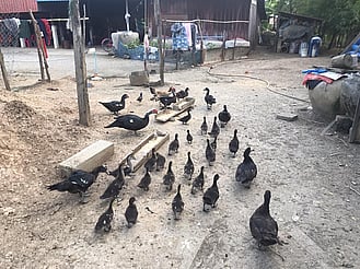 Ducks walking in the village