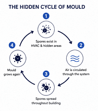 Why Mould Keeps Coming Back in New Zealand Buildings (Even After Remediation)