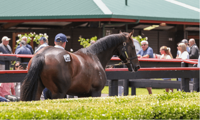 Entries for Karaka 2027 close today.