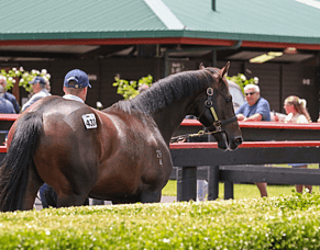 Karaka 2027 Entries Close Today
