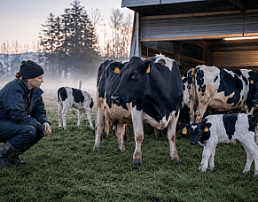 Calving is Busy. It Shouldn't Be a Test of Endurance