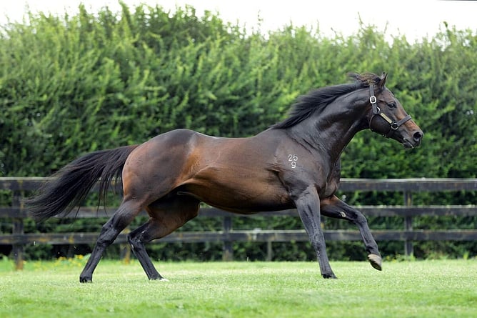 Proisir currently leads the New Zealand Sires’ Premiership with three weeks to go. - Photo: supplied